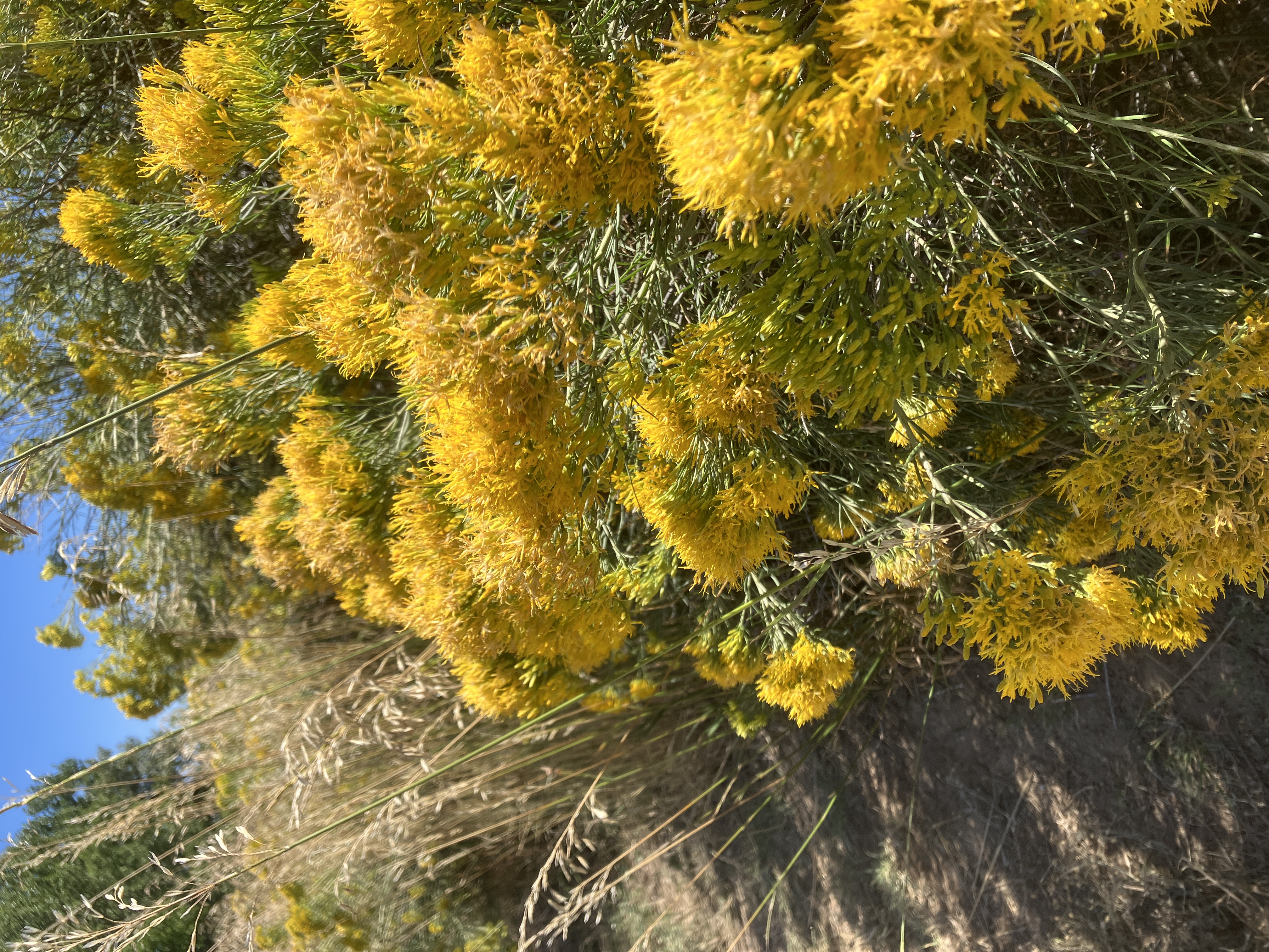 This is actually rubber rabbitbrush